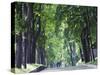 Tree Lined Avenue in Park Misky Sad, Kiev, Ukraine, Europe-Christian Kober-Stretched Canvas