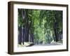 Tree Lined Avenue in Park Misky Sad, Kiev, Ukraine, Europe-Christian Kober-Framed Photographic Print