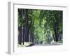 Tree Lined Avenue in Park Misky Sad, Kiev, Ukraine, Europe-Christian Kober-Framed Photographic Print