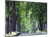 Tree Lined Avenue in Park Misky Sad, Kiev, Ukraine, Europe-Christian Kober-Mounted Photographic Print