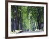 Tree Lined Avenue in Park Misky Sad, Kiev, Ukraine, Europe-Christian Kober-Framed Photographic Print