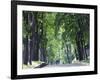 Tree Lined Avenue in Park Misky Sad, Kiev, Ukraine, Europe-Christian Kober-Framed Photographic Print