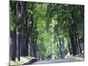 Tree Lined Avenue in Park Misky Sad, Kiev, Ukraine, Europe-Christian Kober-Mounted Photographic Print