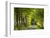 Tree lined avenue in spring time, Dartmoor National Park, Devon, England. Spring (May) 2016.-Adam Burton-Framed Photographic Print