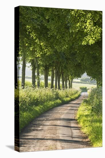 Tree Lined Country Lane, Dorset, England. Summer (July)-Adam Burton-Stretched Canvas