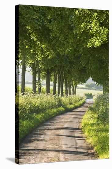 Tree Lined Country Lane, Dorset, England. Summer (July)-Adam Burton-Stretched Canvas