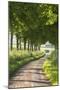 Tree Lined Country Lane, Dorset, England. Summer (July)-Adam Burton-Mounted Photographic Print