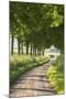 Tree Lined Country Lane, Dorset, England. Summer (July)-Adam Burton-Mounted Photographic Print