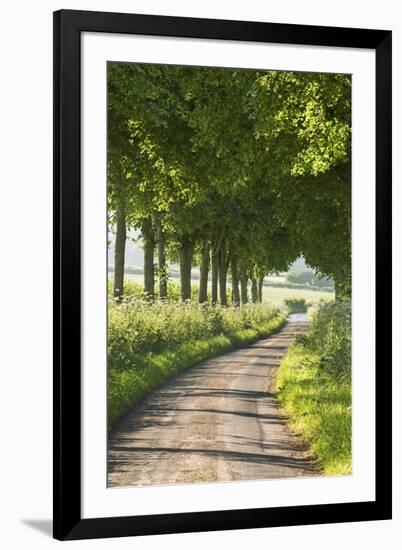 Tree Lined Country Lane, Dorset, England. Summer (July)-Adam Burton-Framed Photographic Print