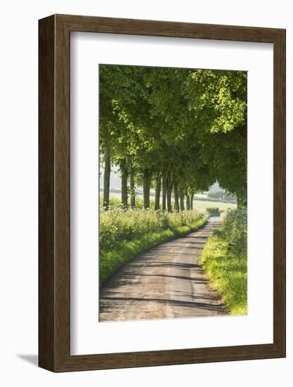 Tree Lined Country Lane, Dorset, England. Summer (July)-Adam Burton-Framed Photographic Print