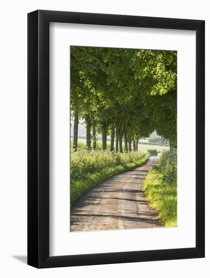 Tree Lined Country Lane, Dorset, England. Summer (July)-Adam Burton-Framed Photographic Print