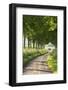 Tree Lined Country Lane, Dorset, England. Summer (July)-Adam Burton-Framed Photographic Print