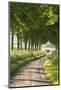 Tree Lined Country Lane, Dorset, England. Summer (July)-Adam Burton-Mounted Photographic Print