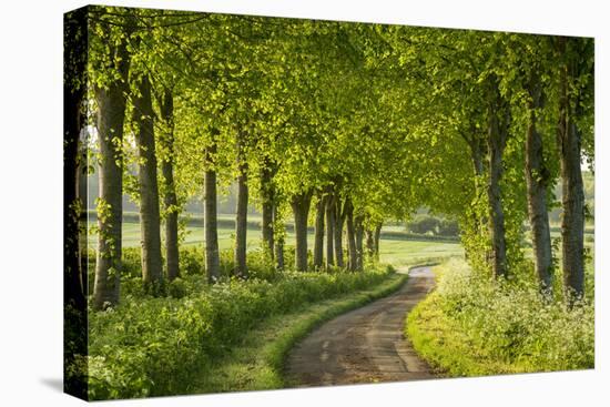 Tree Lined Country Lane in Rural Dorset, England. Spring (May)-Adam Burton-Stretched Canvas