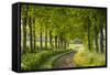 Tree Lined Country Lane in Rural Dorset, England. Spring (May)-Adam Burton-Framed Stretched Canvas