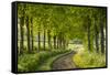 Tree Lined Country Lane in Rural Dorset, England. Spring (May)-Adam Burton-Framed Stretched Canvas