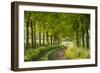 Tree Lined Country Lane in Rural Dorset, England. Spring (May)-Adam Burton-Framed Photographic Print