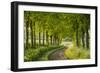 Tree Lined Country Lane in Rural Dorset, England. Spring (May)-Adam Burton-Framed Photographic Print
