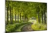 Tree Lined Country Lane in Rural Dorset, England. Spring (May)-Adam Burton-Mounted Photographic Print