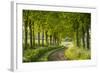 Tree Lined Country Lane in Rural Dorset, England. Spring (May)-Adam Burton-Framed Photographic Print