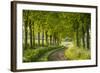 Tree Lined Country Lane in Rural Dorset, England. Spring (May)-Adam Burton-Framed Photographic Print