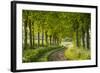 Tree Lined Country Lane in Rural Dorset, England. Spring (May)-Adam Burton-Framed Photographic Print