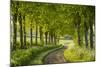 Tree Lined Country Lane in Rural Dorset, England. Spring (May)-Adam Burton-Mounted Photographic Print