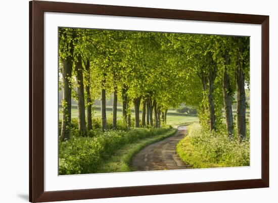 Tree Lined Country Lane in Rural Dorset, England. Spring (May)-Adam Burton-Framed Photographic Print