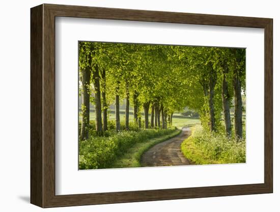 Tree Lined Country Lane in Rural Dorset, England. Spring (May)-Adam Burton-Framed Photographic Print