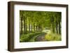 Tree Lined Country Lane in Rural Dorset, England. Spring (May)-Adam Burton-Framed Photographic Print