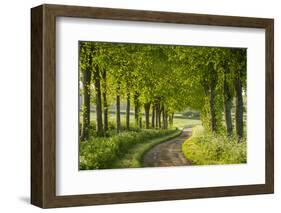 Tree Lined Country Lane in Rural Dorset, England. Spring (May)-Adam Burton-Framed Photographic Print