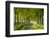 Tree Lined Country Lane in Rural Dorset, England. Spring (May)-Adam Burton-Framed Photographic Print