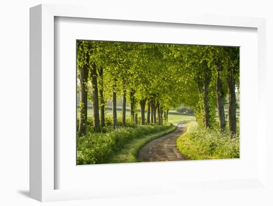 Tree Lined Country Lane in Rural Dorset, England. Spring (May)-Adam Burton-Framed Photographic Print