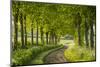 Tree Lined Country Lane in Rural Dorset, England. Spring (May)-Adam Burton-Mounted Photographic Print