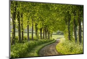 Tree Lined Country Lane in Rural Dorset, England. Spring (May)-Adam Burton-Mounted Photographic Print