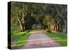 Tree Lined Country Road at Sunset, Montevideo, Uruguay-Per Karlsson-Stretched Canvas