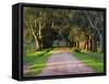 Tree Lined Country Road at Sunset, Montevideo, Uruguay-Per Karlsson-Framed Stretched Canvas