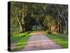 Tree Lined Country Road at Sunset, Montevideo, Uruguay-Per Karlsson-Stretched Canvas