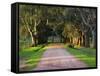 Tree Lined Country Road at Sunset, Montevideo, Uruguay-Per Karlsson-Framed Stretched Canvas