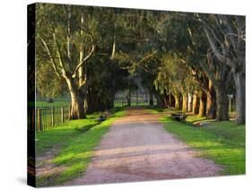 Tree Lined Country Road at Sunset, Montevideo, Uruguay-Per Karlsson-Stretched Canvas