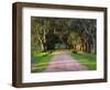 Tree Lined Country Road at Sunset, Montevideo, Uruguay-Per Karlsson-Framed Photographic Print