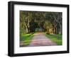 Tree Lined Country Road at Sunset, Montevideo, Uruguay-Per Karlsson-Framed Photographic Print