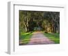 Tree Lined Country Road at Sunset, Montevideo, Uruguay-Per Karlsson-Framed Photographic Print