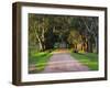 Tree Lined Country Road at Sunset, Montevideo, Uruguay-Per Karlsson-Framed Photographic Print