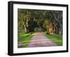 Tree Lined Country Road at Sunset, Montevideo, Uruguay-Per Karlsson-Framed Photographic Print