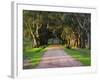 Tree Lined Country Road at Sunset, Montevideo, Uruguay-Per Karlsson-Framed Photographic Print