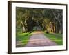 Tree Lined Country Road at Sunset, Montevideo, Uruguay-Per Karlsson-Framed Photographic Print