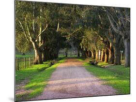 Tree Lined Country Road at Sunset, Montevideo, Uruguay-Per Karlsson-Mounted Photographic Print