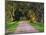 Tree Lined Country Road at Sunset, Montevideo, Uruguay-Per Karlsson-Mounted Photographic Print