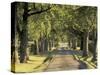 Tree-Lined Driveway, Bluegrass Region, Lexington, Kentucky, USA-Adam Jones-Stretched Canvas